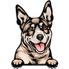 Australian Kelpie 4