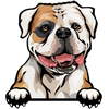 American Bulldog 1