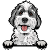 Aussiepoo 1