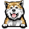 Akita 3