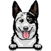 Australian Cattle Dog 1