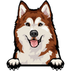 Alaskan Malamute 2