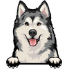 Alaskan Malamute 1