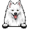American eskimo