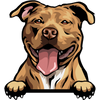 American Pitbull Terrier 3