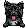 Akita american 3