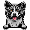 Akita american 1
