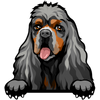 American cocker spaniel 4