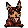 Australian Kelpie 3