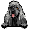 American cocker spaniel 3