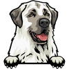 Anatolian Shepherd 1