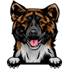 Akita american 2