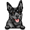 Australian Kelpie 2