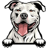 American Pitbull Terrier 2