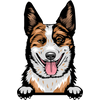 Australian Cattle Dog 2