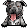 American Pitbull Terrier 1