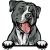 American Staffordshire Terrier 1