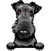 Airedale 2
