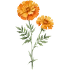 October - Marigold