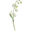 May - Valley Flower