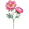 November - Peony