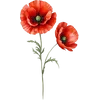 August - Poppy