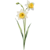 December - Narcissus