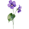 February - Violet