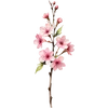 March - Cherry Blossom