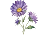 September - Aster