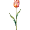 April - Tulip