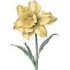 March - Daffodil