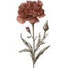 January - Carnation