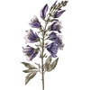 July - Larkspur