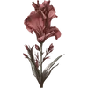 August - Gladiolus