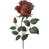 June - Rose