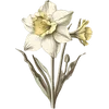 December - Narcissus