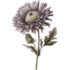 September - Morning Glory