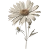 April - Daisy