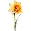 March - Daffodil 