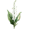 May - Valley Flower