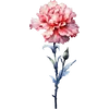 January - Carnation
