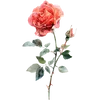 June - Rose