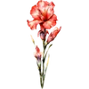 August - Gladiolus