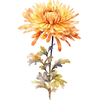 November - Chrysanthemum