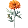 October - Marigold