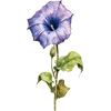 September - Morning Glory