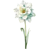 December - Narcissus