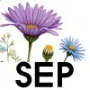 SEP