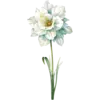 December - Narcissus